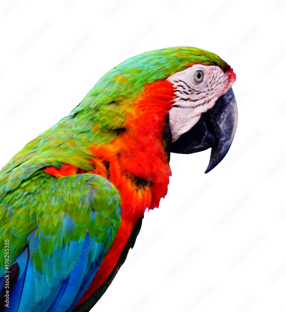 Fototapeta premium Beautiful parrots in the morning.