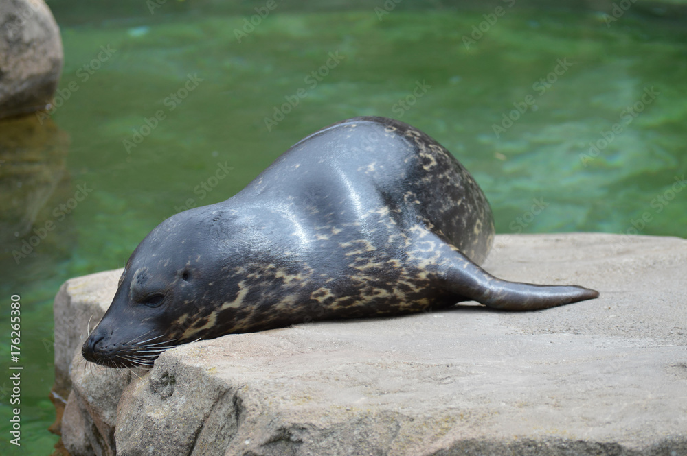 Naklejka premium Harbor seal on a rock