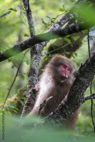 Female Japanese monkey, Macaca fuscata, Kamikochi © Terence Mendoza