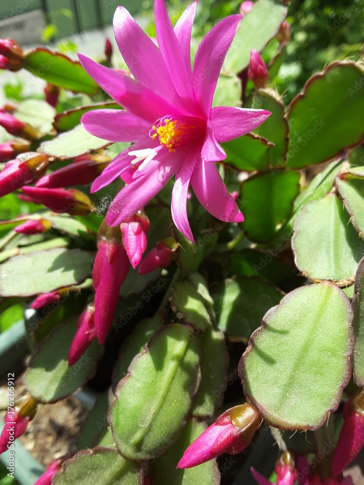 Zygocactus flower pink schlumbergera truncata Zygocactus flower pink schlumbergera truncata