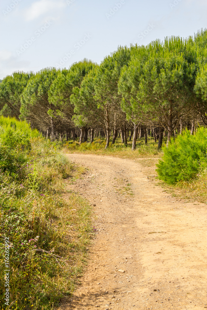 Road in Ajezur with pine forest and vegetation Road in Ajezur with pine forest and vegetation