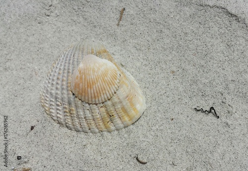 Seashells on the beach in Atlantic coast of North Florida, closeup