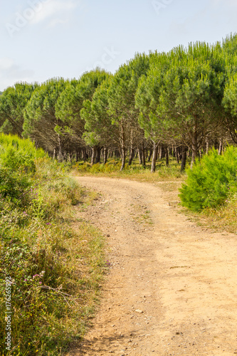 Road in Ajezur with pine forest and vegetation