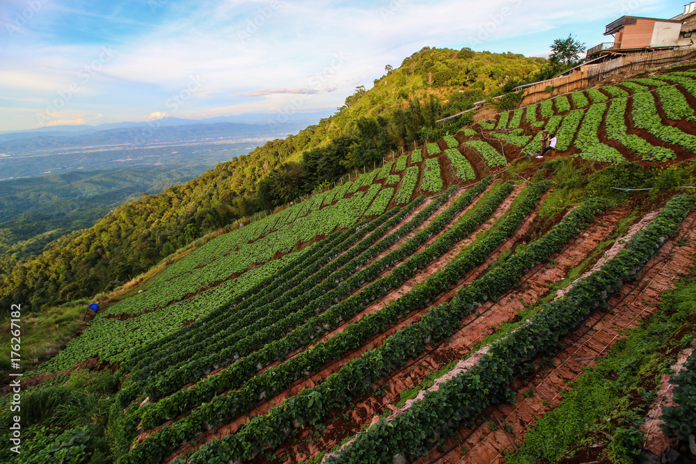 Plantation of cabbage terrace on the mountain  with blue sky background, Mae Jam,Chiangmai,Thailand.