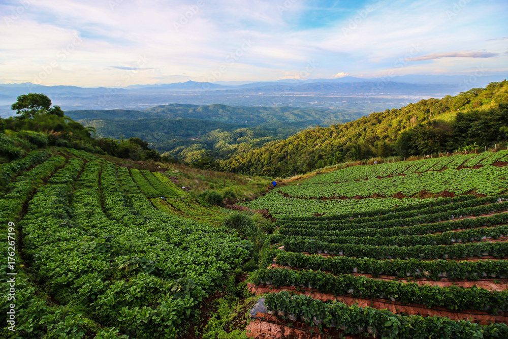 Plantation of cabbage on the mountain, Panorama view with blue sky background, Mae Jam,Chiangmai,Thailand.
