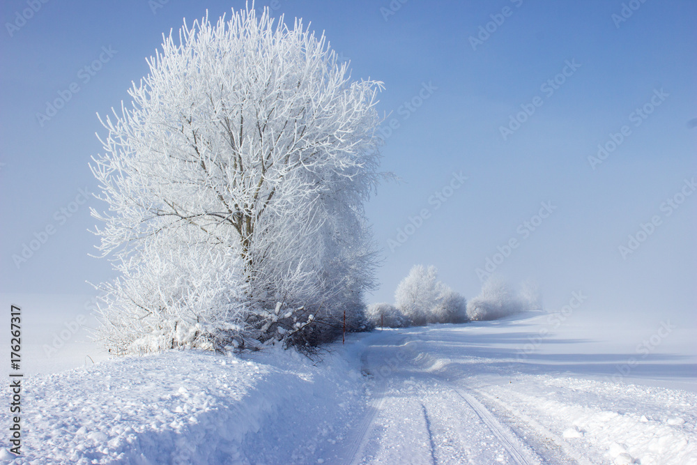 Obraz premium Winter