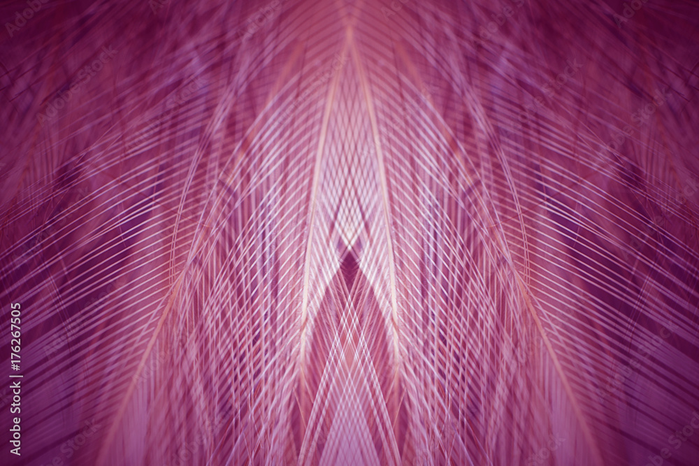 Fototapeta Fiołkowy kolor trendów kurczaka piórka tekstury tło
