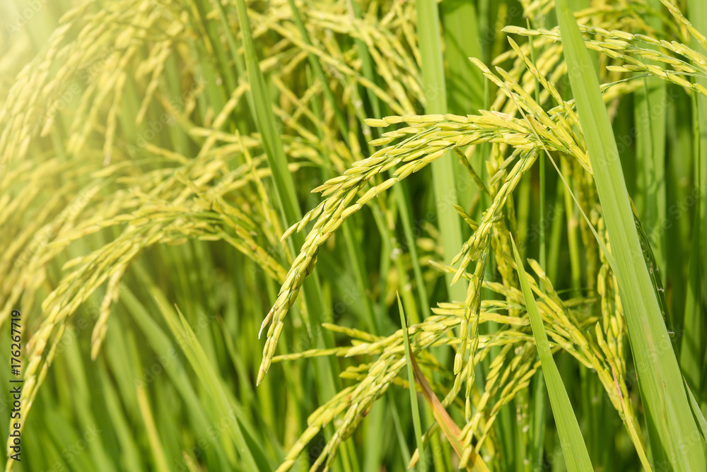 Rice field , close up green Jasmine rice with soft warm light in the morning at Thailand. Rice field , close up green Jasmine rice with soft warm light in the morning at Thailand.