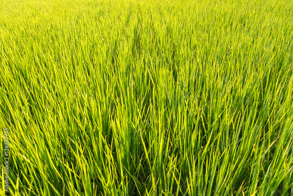 Soft focus of green rice leaf in paddy field.Thailand.