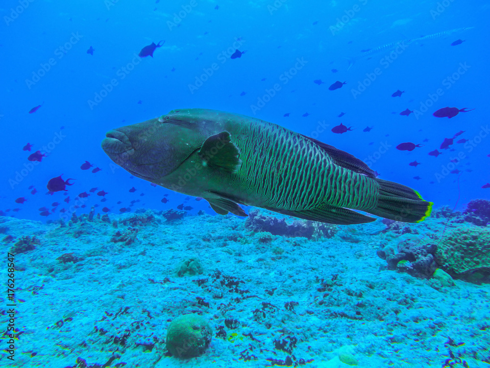 Napoleonfisch Napoleonfisch