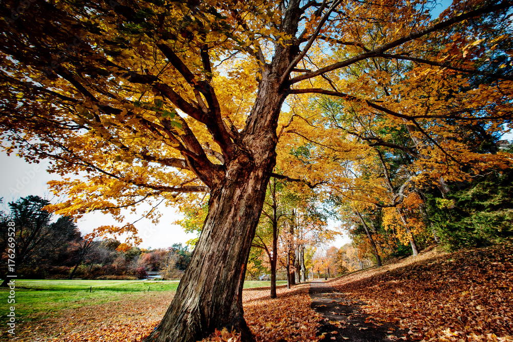 Fall in New England Fall in New England