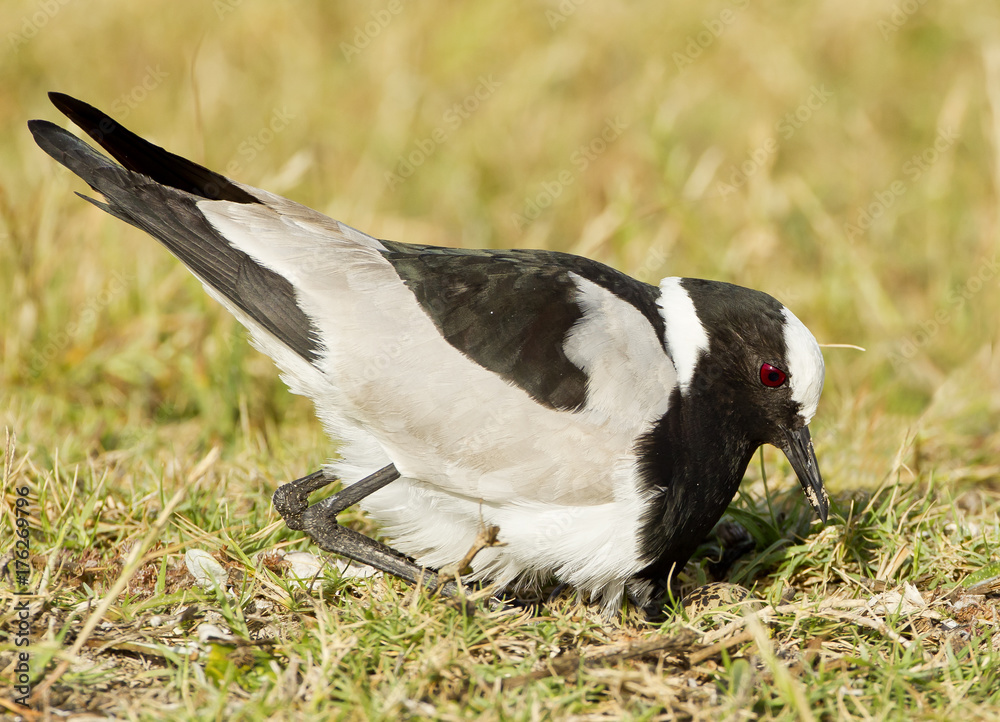 Fototapeta premium Blacksmith plover sitting on eggs