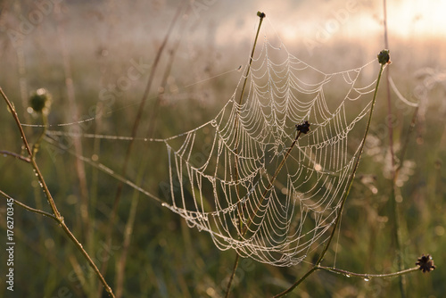 Spider Web Morning Dew Freshness Dawn
