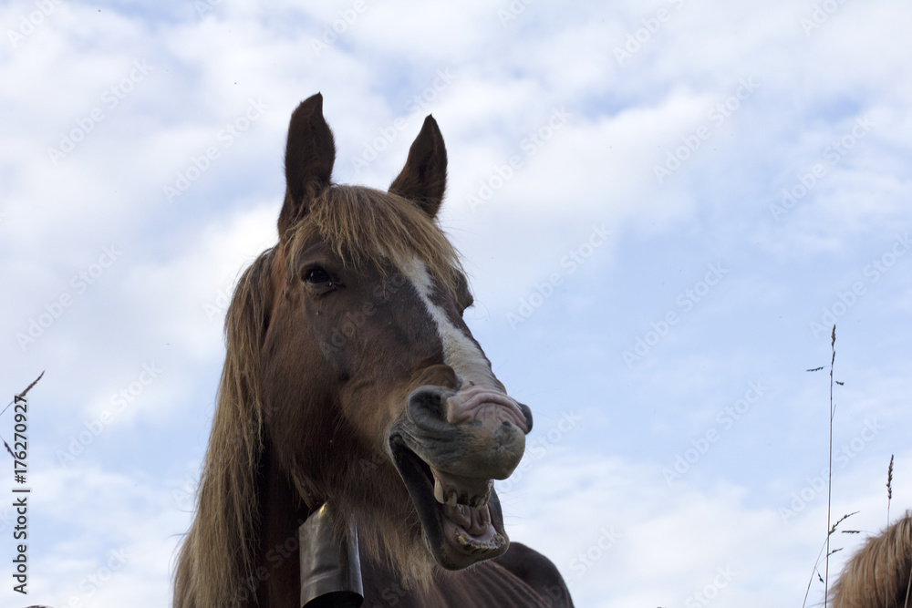 Fototapeta premium Smiling
