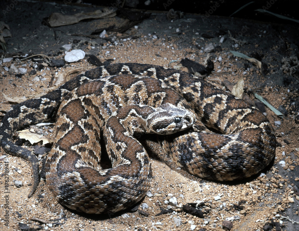 Palestine viper, Vipera palaestinae is a powerful poisonous snake Palestine viper, Vipera palaestinae is a powerful poisonous snake