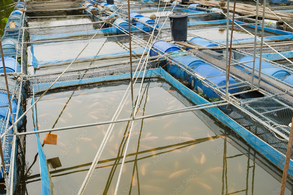 Obraz premium fish(Nile tiapia) farm in the river for business, Thailand