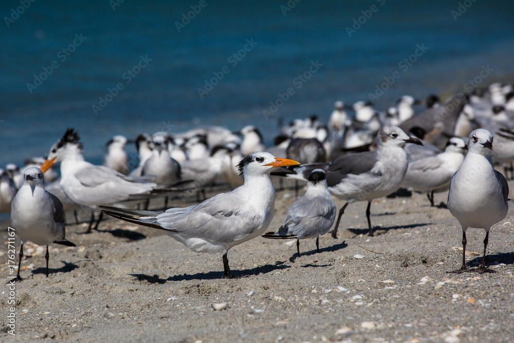 Fototapeta premium flock of seagulls gathered on the seashore