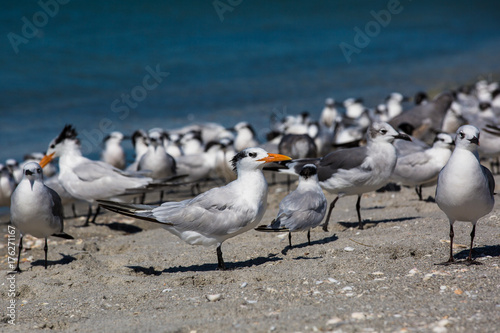 flock of seagulls gathered on the seashore