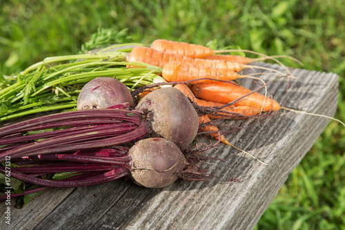 Beets and carrots from the beds on old boards