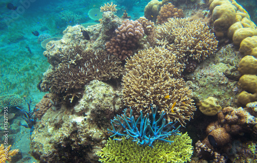 Underwater landscape with colorful corals. Coral undersea photo