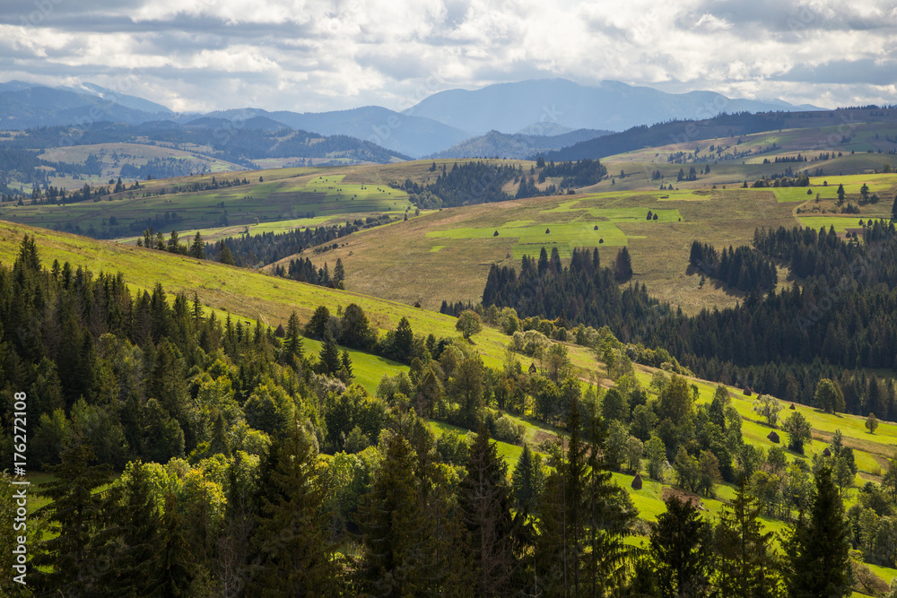 Fototapeta premium tree on the field in the mountains beautiful landscape