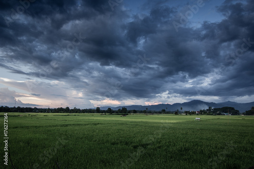 Fototapeta Naklejka Na Ścianę i Meble -  Dark stormy clouds over rice field.