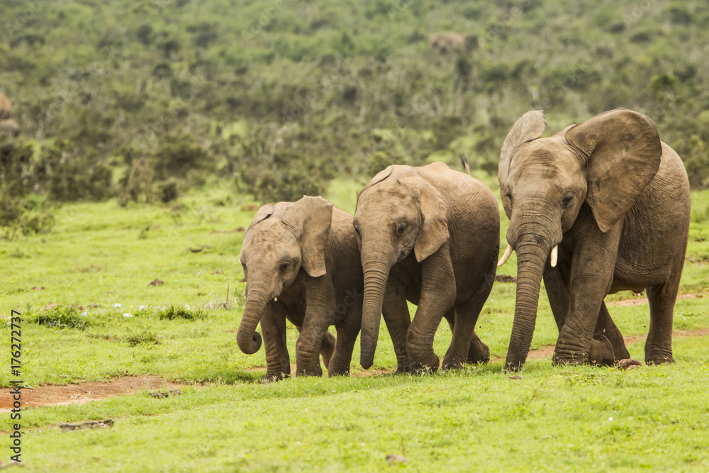 Three African elephants on the move