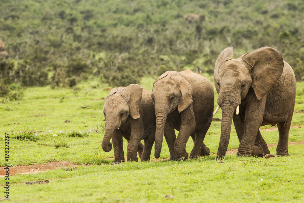 Fototapeta premium Three African elephants on the move