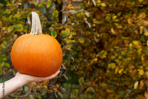 Ripe Pumpkins