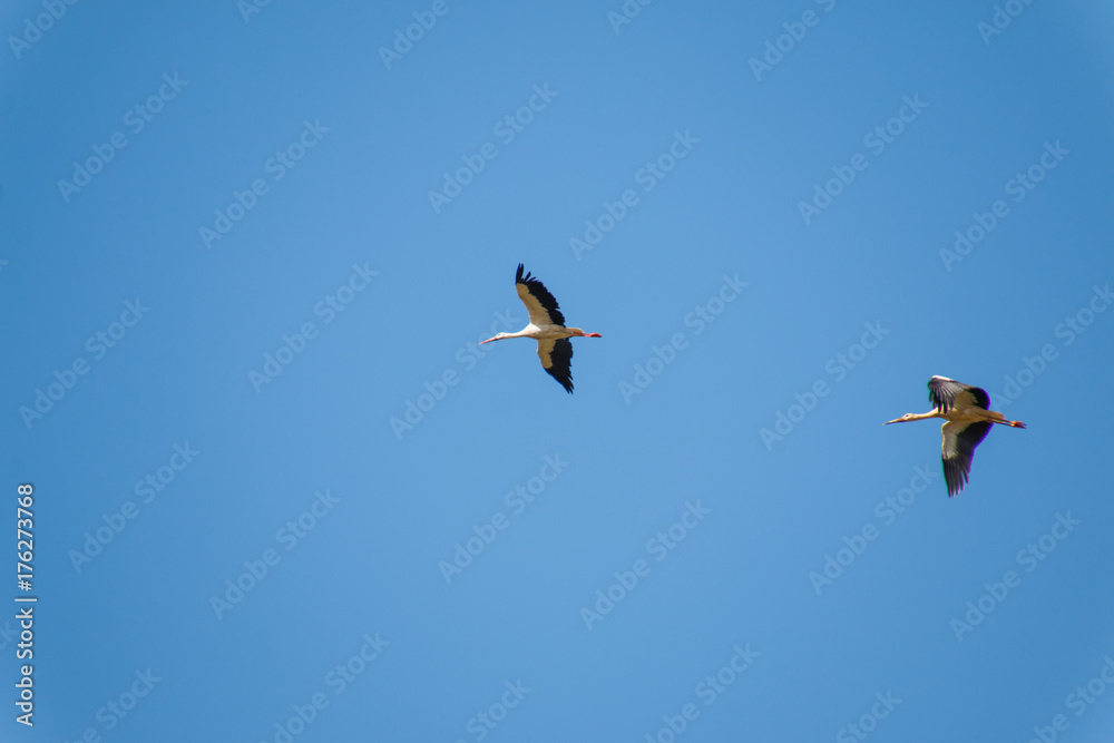 Group of storks Group of storks