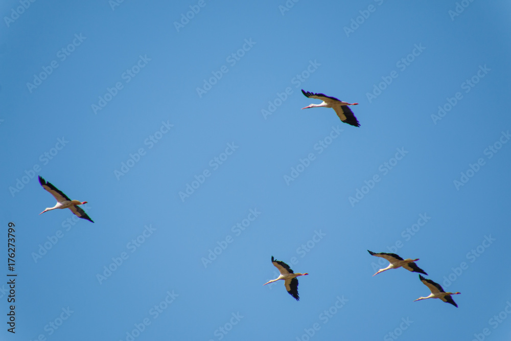 Group of storks Group of storks