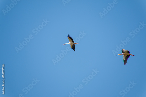 Group of storks