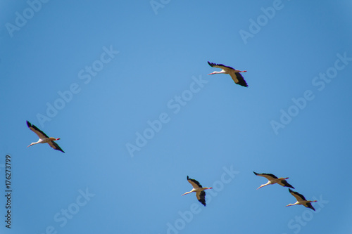 Group of storks