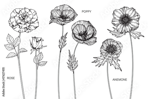 Valokuva Rose, poppy, anemone flower drawing.
