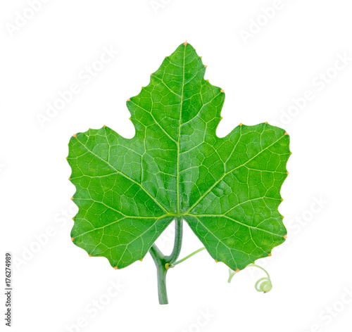 Gourd leaves or ivy gourd is an Asian vegetable