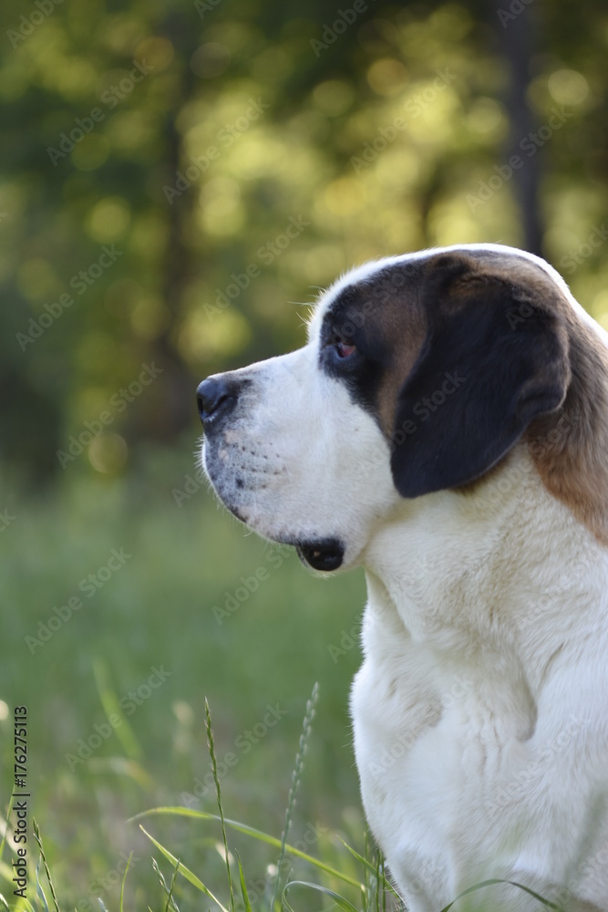 Saint Bernard dog looking to the left with bokeh background Saint Bernard dog looking to the left with bokeh background
