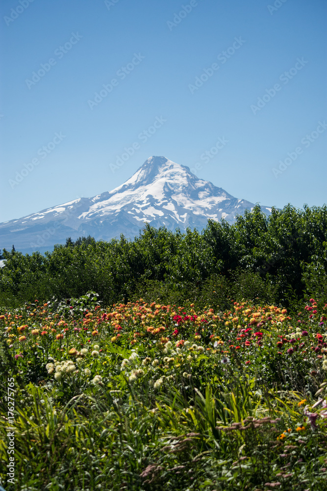 Flowery Meadow with mountain backdrop