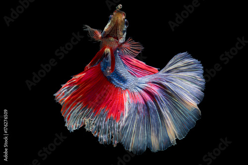 Tableau sur toile The moving moment beautiful of siam betta fish in thailand on black background