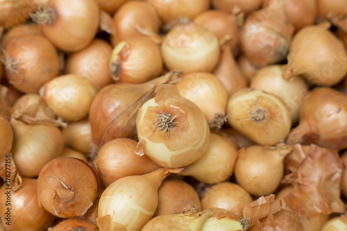 Onions in the supermarket - Allium cepa