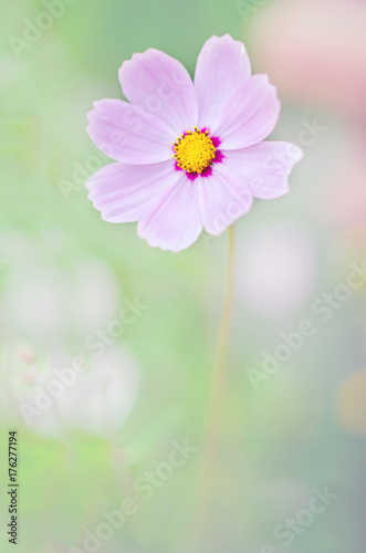 Soft focus flower on nature background