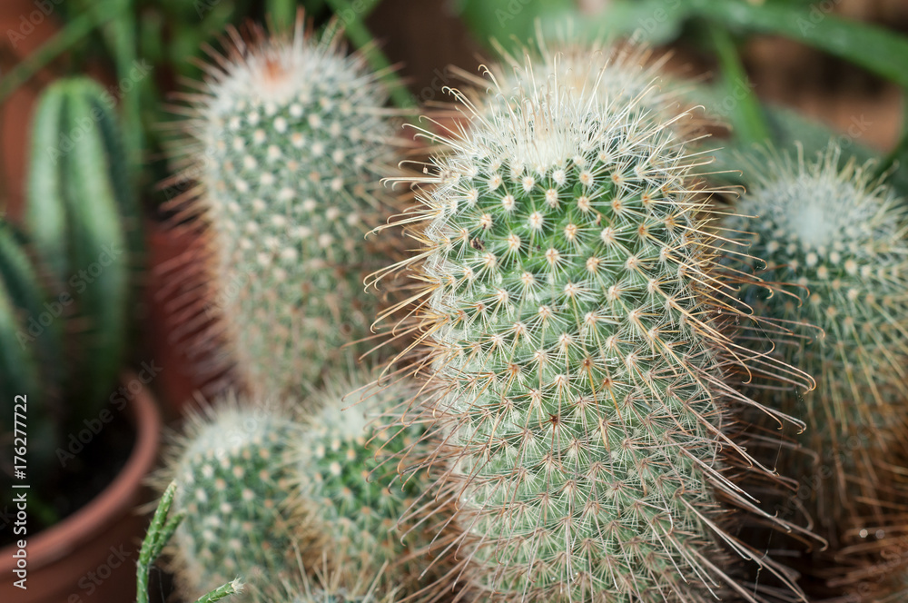 cactus en pot dans une serre cactus en pot dans une serre