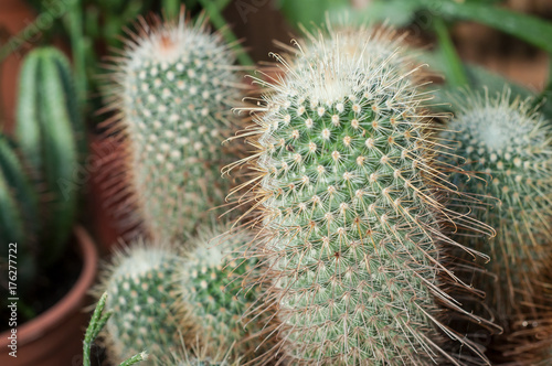 cactus en pot dans une serre