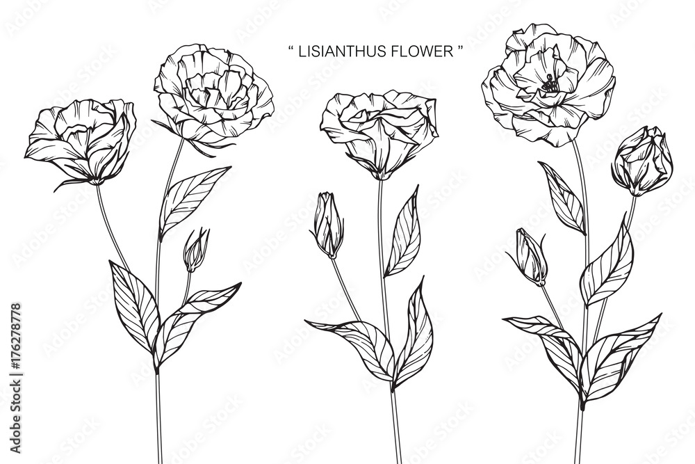 Fototapeta premium Lisianthus flower drawing