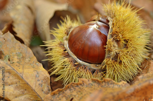 Fototapeta Chestnut in chestnut bur