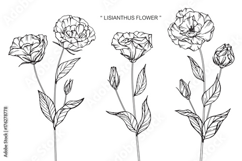 Lisianthus flower drawing photo