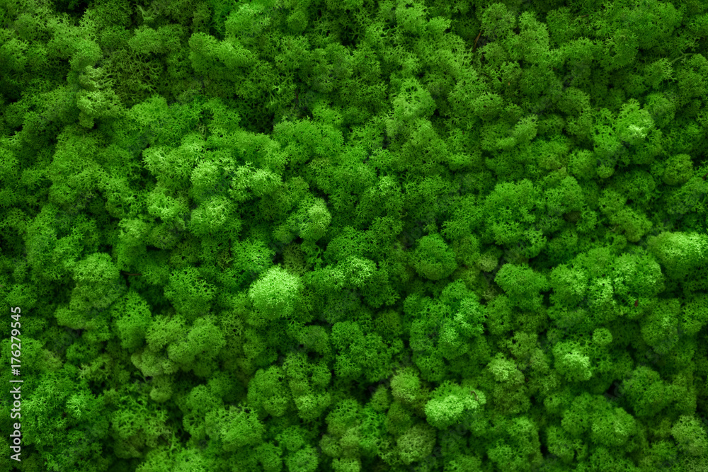 Green moss covered the ground. Nature background concept. Flat lay, top view.