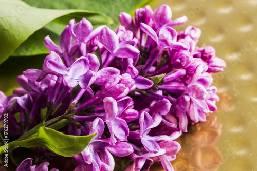 Lilac flowers on golden background