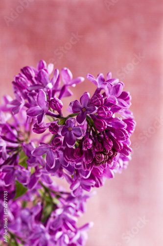 Lilac branch on pink background