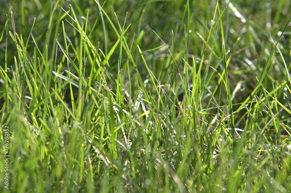 texture with green grass texture with green grass