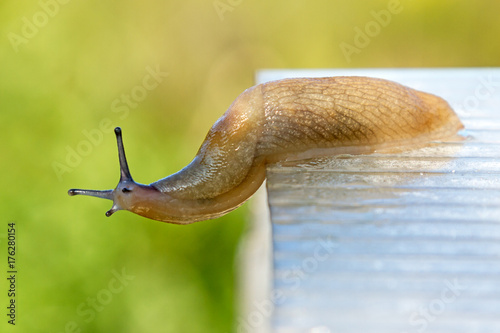 Molusk land slug
